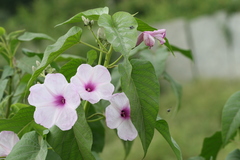 Ipomoea carnea